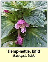 hemp-nettle,bifid (ga bi)