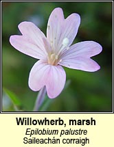 willowherb,marsh (saileachn corraig)