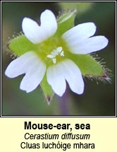 mouse-ear,sea (cluas luchige mhara)