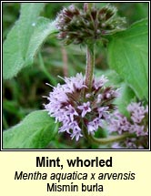 mint,whorled (mismn burla)