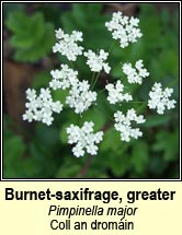 burnet-saxifrage,greater(coll an dromin)