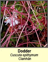 dodder,common (clamhn)