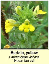bartsia,yellow (hocas tae bu)