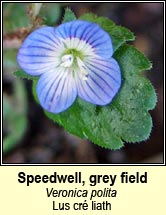 speedwell,grey field (lus cr liath)