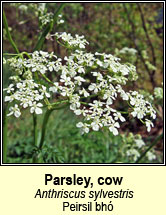 parsley,cow (peirsil bh)