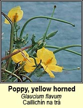 poppy,yellow horned (caillichn na tr)