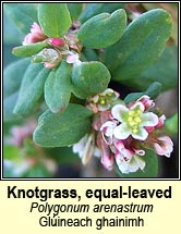 knotgrass,equal-leaved (glineach ghainimh)