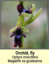 orchid,fly (magairln na gcuileanna)