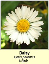 daisy (ninn)