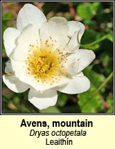 avens,mountain (leaithn)