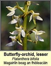 orchid,lesser butterfly (magairln beag an fhileacin)