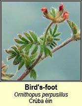 birds-foot (crba in)
