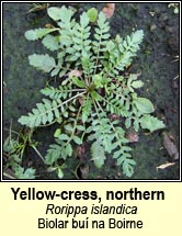 yellow-cress,northern (biolar bu na Boirne)