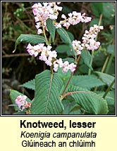knotweed,lesser (glineach an chlimh)