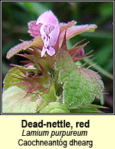 dead-nettle,red (neantg chaoch dhearg)
