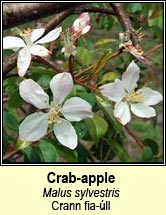 crab-apple (crann fia-ll)