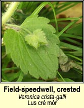 speedwell,crested (lus cr mr)