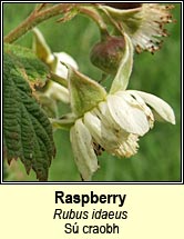 raspberry (s craobh)