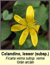 celandine,lesser (grn arcin)