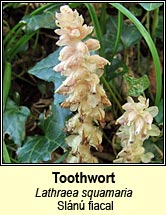 toothwort (sln fiacal)
