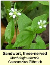 sandwort,three-nerved (gaineamhlus fitheach)
