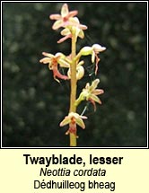 twayblade,lesser (ddhuilleog bheag)
