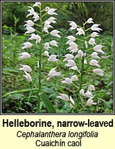 helleborine,narrow-leaved (cuaichn caol)