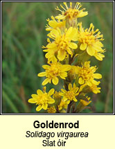 goldenrod (slat ir)