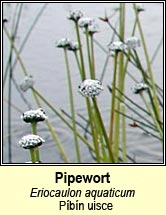 pipewort (pbn uisce)