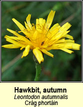 hawkbit,autumn (caisearrbhn caol dearg)