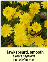 hawksbeard,smooth (lus crin mn)