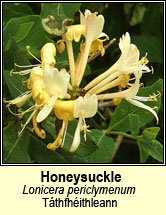 honeysuckle (tthfhithleann)