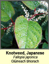 knotweed,japanese (glineach bhiorach)