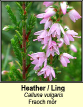heather,ling (fraoch mr)