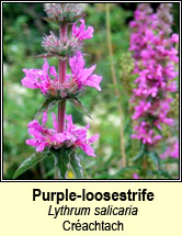 loosestrife,purple (crachtach)