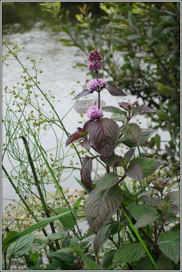 Peppermint, Mentha x piperita