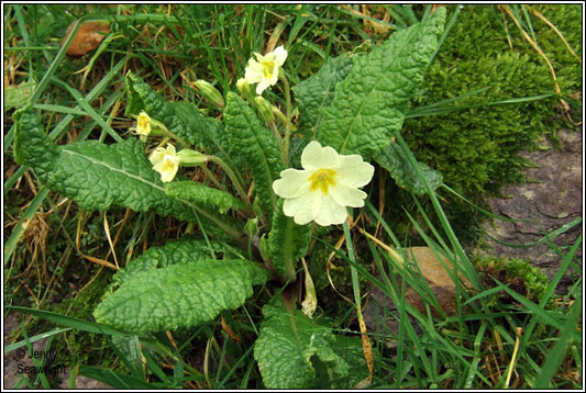 For You Flowers >> Irish Wildflowers - Primrose For You Flowers >> Irish Wildflowers - Primrose