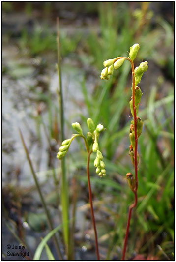 Round-leaved Sundew, Drosera rotundifolia