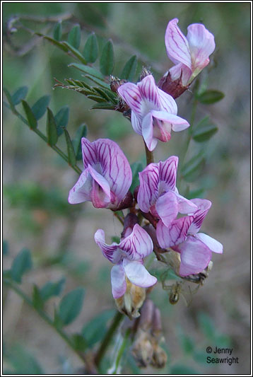 bush vetch