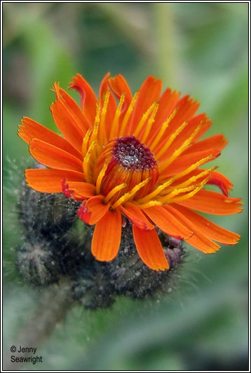 Irish Wildflowers - Fox and Cubs