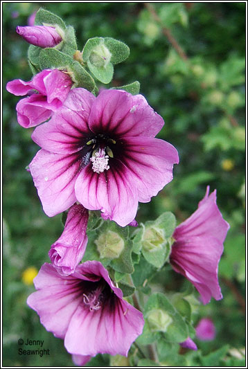 purple tree mallow purple tree mallow