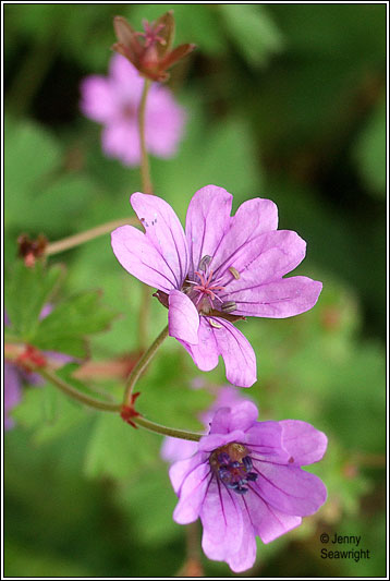 For You Flowers >> Irish Wildflowers - Hedgerow Crane's-bill For You Flowers >> Irish Wildflowers - Hedgerow Crane's-bill