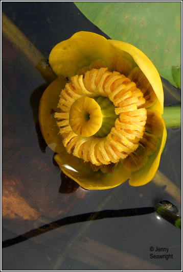 Irish Wildflowers Yellow Water Lily Irish Wildflowers Yellow Water Lily