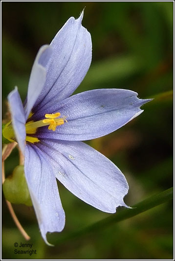 Blue-eyed-grass, Sisyrinchium bermudiana
