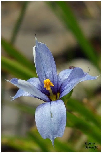 Blue-eyed-grass, Sisyrinchium bermudiana