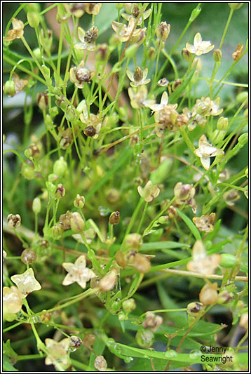 irish-wildflowers-annual-pearlwort-sagina-apetala