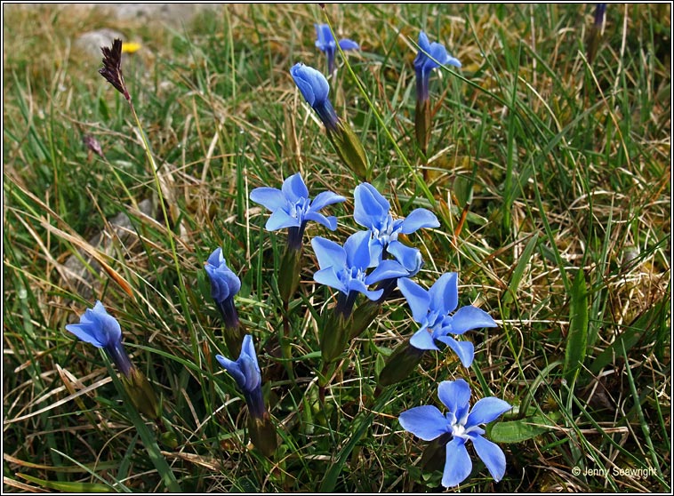 gentian,spring (Ceadharlach Bealtaine)