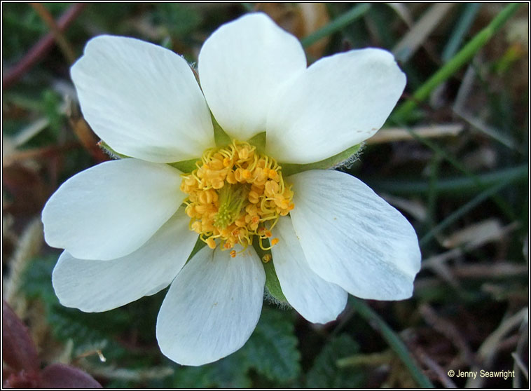 Mountain Avens, Dryas octopetala