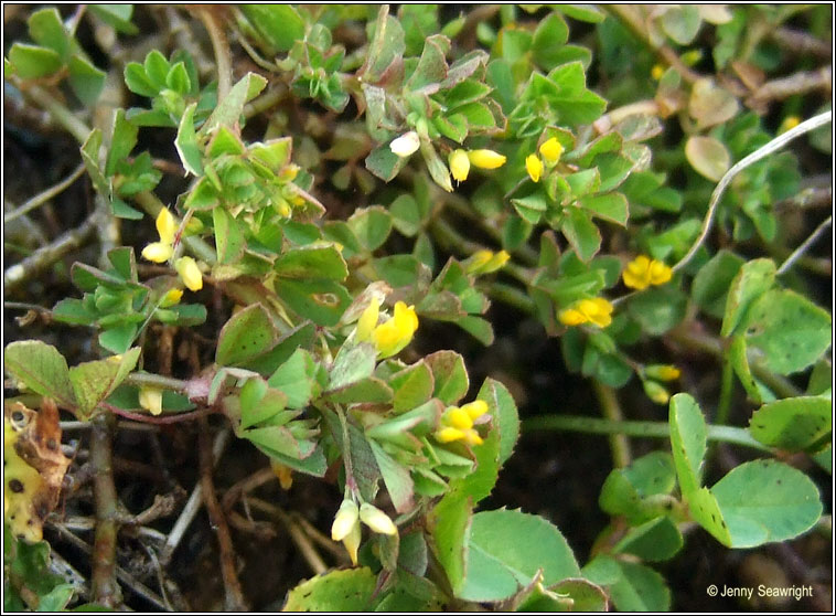 Slender Trefoil, Trifolium micranthum