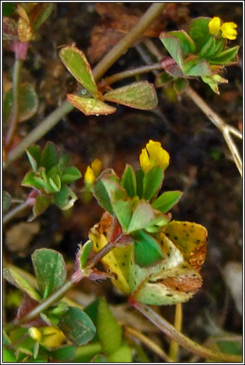 Slender Trefoil, Trifolium micranthum
